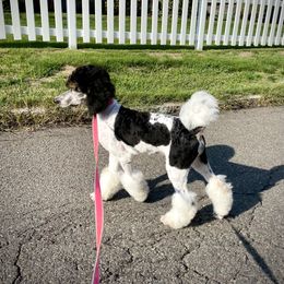 Poodle All Grown Up from Apricity Poodles