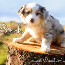 Miniature Australian Shepherd Puppies from Lost Coast Aussies