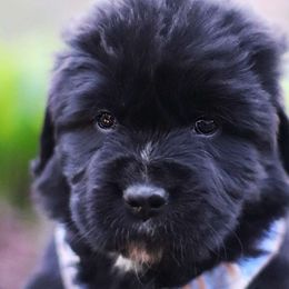 Dahlia - Black Newfoundland puppy in Madison, Wisconsin from Riddle Family Newfoundland