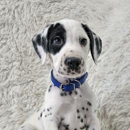 Ares - White and black male Dalmatian puppy in Gray, Georgia from Fuller Spots