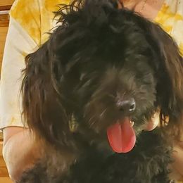 Havanese from Darrtfarms