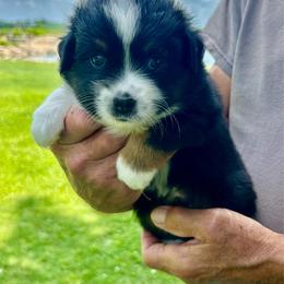Happy Camper - Black tri male Toy Australian Shepherd puppy in Bristow, Iowa from Pine Ridge Toy and Mini Aussies