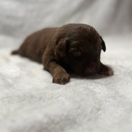 Mesa - Red tri female Miniature Australian Shepherd puppy in New London, Minnesota from Broken T Australian Shepherds