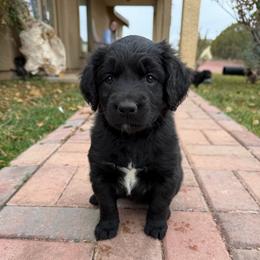 Purple - Black female Golden Aussiedoodle puppy in Chino Valley, Arizona from AZ Stickerdoodles