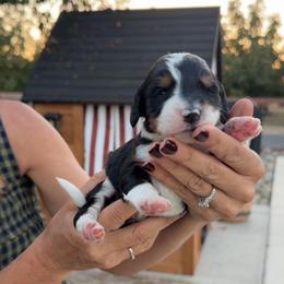 Buzz - Tri-color male Bernedoodle puppy in Yuba City, California from Ranch House Doodles