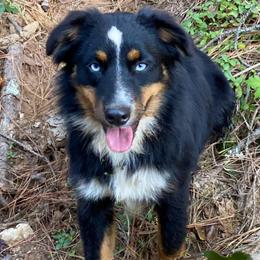 Daisy - Australian Shepherd