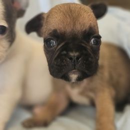 French Bulldog Puppies from Stephanie Jones
