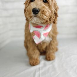 Aussiedoodle and Goldendoodle Puppies from Garside Doodles