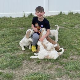 Bernedoodle, Cavalier King Charles Spaniel, Goldendoodle, and Sheepadoodle Puppies from Flannery’s lucky pup’s🍀