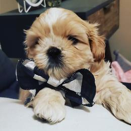 Shih Tzu Puppies from Trinity Shihtzu's So Calif