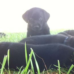 Labrador Retrievers from Missouri Muddy Paws Kennel