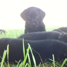 Labrador Retrievers from Missouri Muddy Paws Kennel