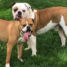 Bulldogs from Manomet Valley Bulldogs