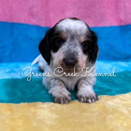 Cashmere - Piebald female Dachshund puppy in Jena, Louisiana from Greens Creek Kennel