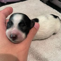 Eleven - Piebald female Dachshund puppy in Liberty, North Carolina from Beyond the Tail