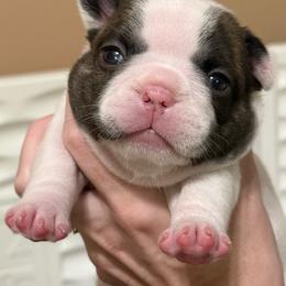 Finale - White and brindle female French Bulldog puppy in New Hampton, New Hampshire from Kismet French Bulldogs
