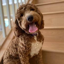 Poppy - Goldendoodle