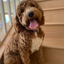 Poppy - Goldendoodle