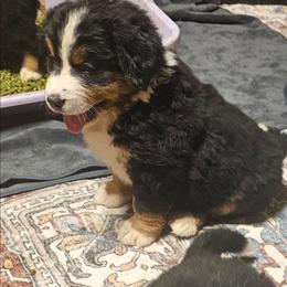 Purple - Black rust and white female Bernese Mountain Dog puppy in Auburn, Washington from MSM Bernese Mountain Dogs