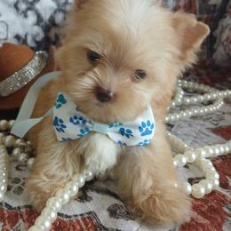 Josué - Gold male Yorkshire Terrier puppy in Humble, Texas from Marnax Yorkshire Babies