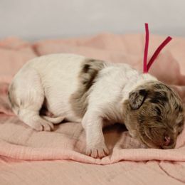 Bernedoodle and Goldendoodle Puppies from American Poodles and Doodles