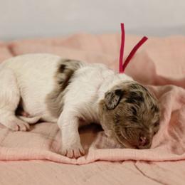 Bernedoodle and Goldendoodle Puppies from American Poodles and Doodles