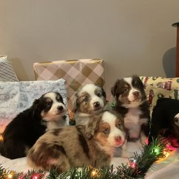 Miniature Australian Shepherd Puppies from Kehlani Falls Mini Aussie’s