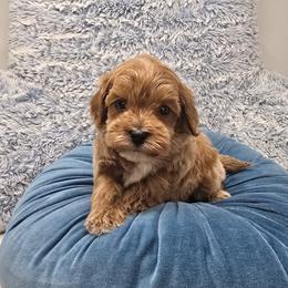 Richard - 1 lb 5 oz - Red  male Goldendoodle puppy in Floyd, Virginia from Hearts and Paws Poodles and Doodles