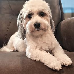 Taylor - Havanese
