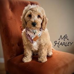Mr. Harley - Apricot male Cavapoo puppy in Sacramento, California from Dandy Doodles Goldendoodles