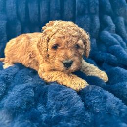 Gnocchi - Apricot male Poodle puppy in Queen Creek, Arizona from Desert Born Kennel