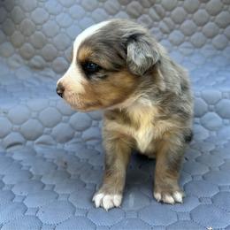 Rowdy - Blue merle male Miniature Australian Shepherd puppy in Lebanon, Oregon from Two Pines Mini Aussies