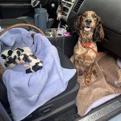 English Springer Spaniel and Springerdoodle Puppies from Springerdoodles In MI