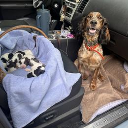 English Springer Spaniel and Springerdoodle Puppies from Springerdoodles In MI