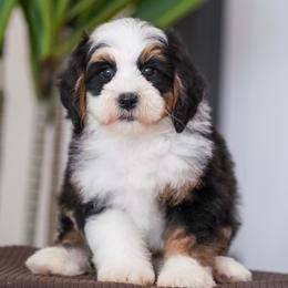 Romeo - Tri-color male Bernedoodle puppy in Dundee, Ohio from Down Home Doodle