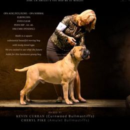 Malik - Bullmastiff