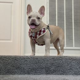Bleu - White French Bulldog puppy in Texas from Aurum K9