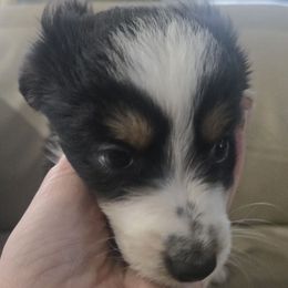 Jeffrey - Black tri male Miniature American Shepherd puppy in Santa Rosa, California from BennettValleyAussies
