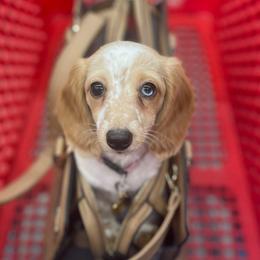 Hunnie - Dachshund