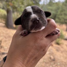 Zion - Red Collar - Liver and white male German Shorthaired Pointer puppy in Mokelumne Hill, California from Underhill GSP