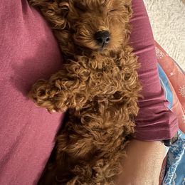 Poodle and West Highland White Terrier Puppies from JJs Puppies of the Carolinas