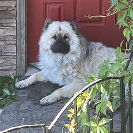 Max - Eurasier