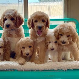 Labradoodles from Skypoodlesndoodles