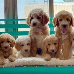 Labradoodles from Skypoodlesndoodles