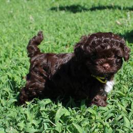 Russian Tsvetnaya Bolonka Puppies from Pink Lotus Kennels