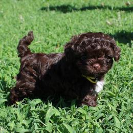 Russian Tsvetnaya Bolonka Puppies from Pink Lotus Kennels