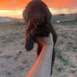 Syrup - Brown female Springerdoodle puppy in Clifton, Idaho from Little Mountain Springers, Springerdoodles & Poodles