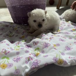 Boy 1 - Cream male Pomeranian puppy in Meridian, Idaho from Precious poms