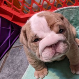 Girl 2 - Boxer puppy in Pennsylvania from Perry Hill Bullies