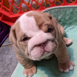 Girl 2 - Boxer puppy in Pennsylvania from Perry Hill Bullies
